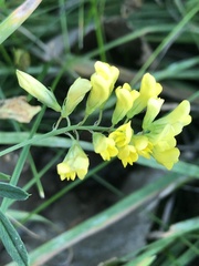 Medicago falcata
