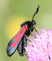 Zygaena purpuralis