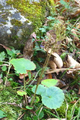 Micranthes manchuriensis