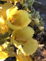 Verbascum