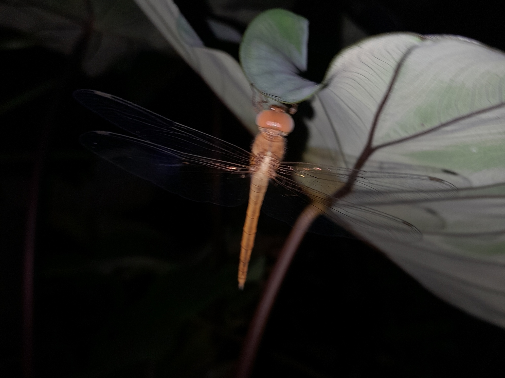 Coral-Tailed Cloudwing