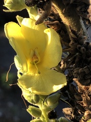 Verbascum