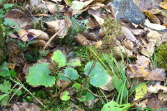 Micranthes manchuriensis