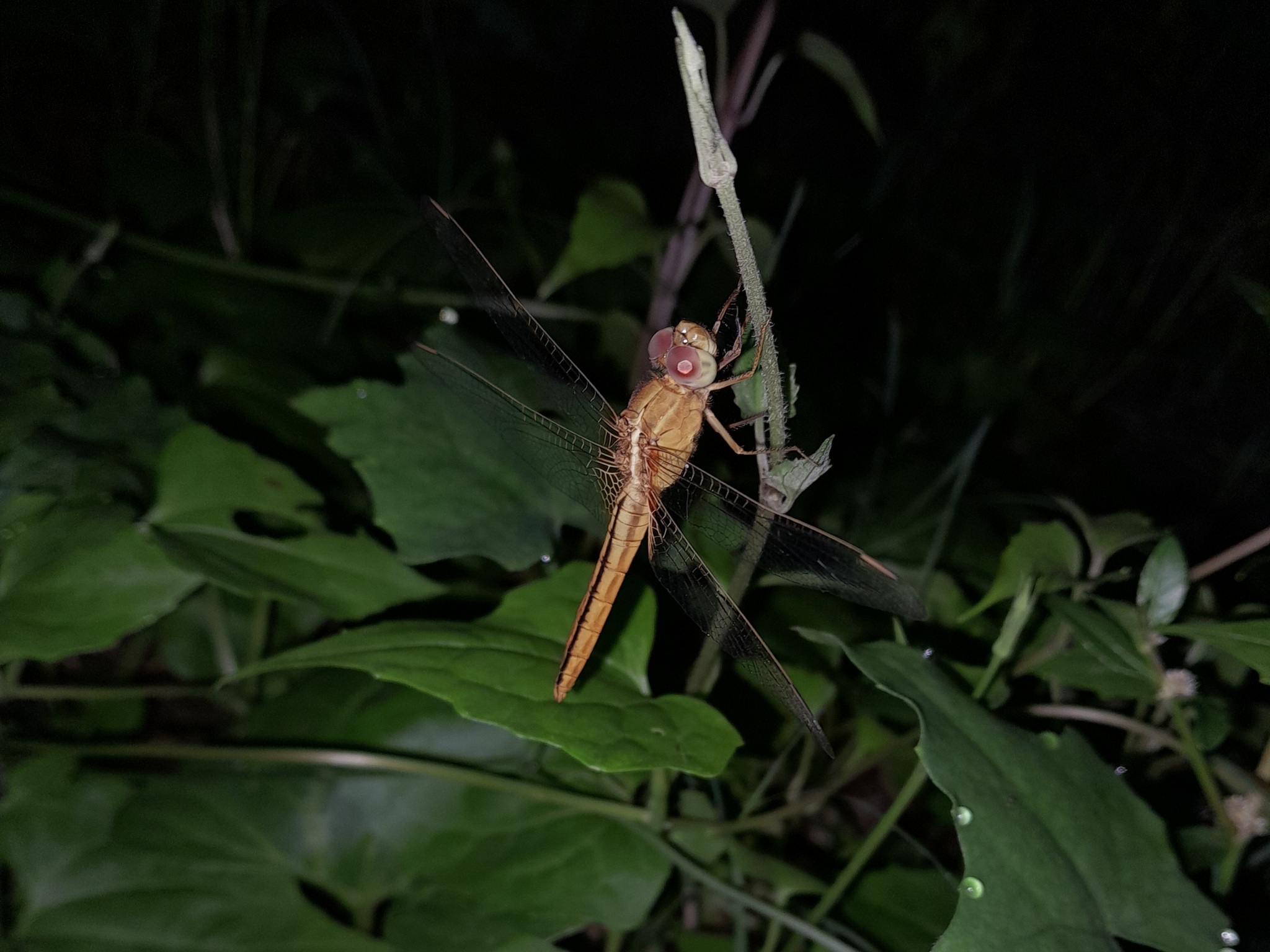 Scarlet Skimmer
