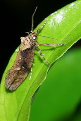 Atomotricha isogama