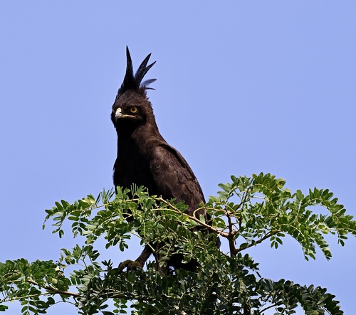 Long-crested Eagle