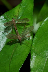 Amphineurus insulsus