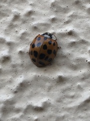 Harmonia axyridis