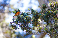 Loxops coccineus