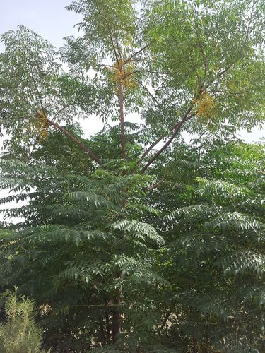 Chinaberry