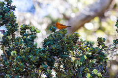 Loxops coccineus
