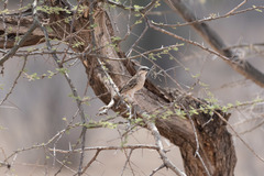 Plocepasser donaldsoni