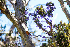 Loxops coccineus
