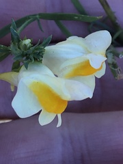 Linaria vulgaris