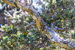 Loxops coccineus