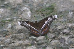 Lebadea martha parkeri