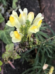 Linaria vulgaris