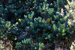 Loxops coccineus