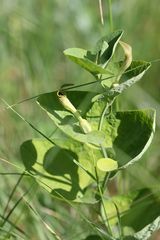 Aristolochia lutea