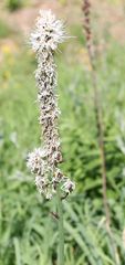 Asphodelus albus