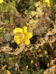 Verbascum