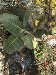 Verbascum