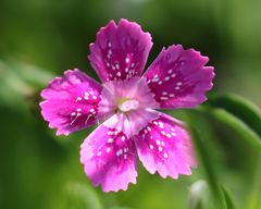 Dianthus deltoides