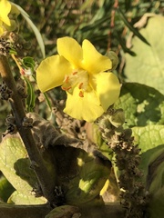 Verbascum