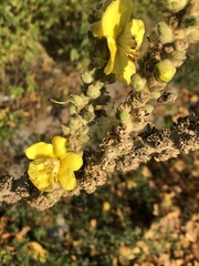 Verbascum