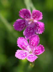 Dianthus deltoides