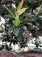 Ficus