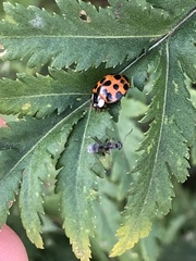 Harmonia axyridis