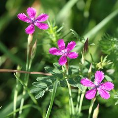 Dianthus deltoides