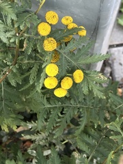Tanacetum vulgare