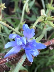 Cichorium intybus