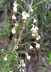 Erica penicilliformis