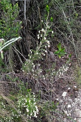 Erica penicilliformis
