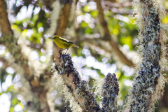 Chlorodrepanis virens virens