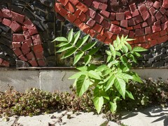 Ailanthus altissima