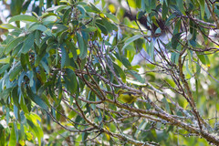Chlorodrepanis virens virens