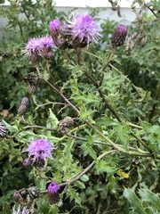 Cirsium arvense
