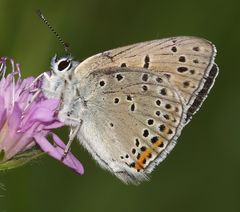 Lycaena candens
