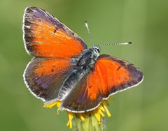 Lycaena candens