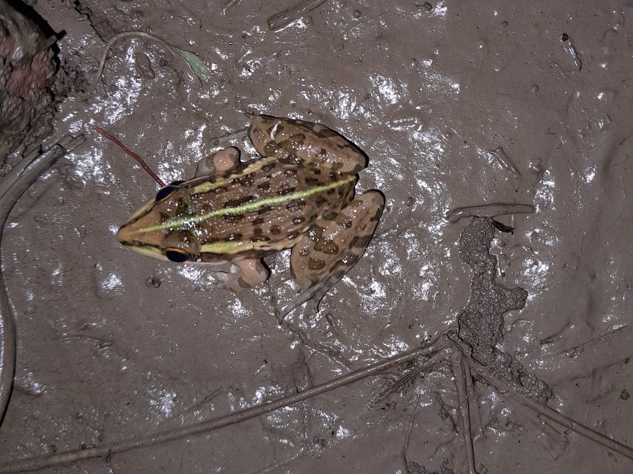 Indian Bull Frog