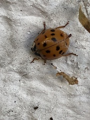 Harmonia axyridis