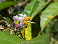 Solanum viridifolium