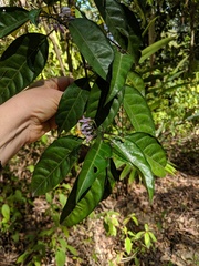 Solanum viridifolium