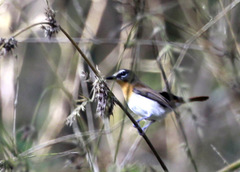 Cyornis lemprieri