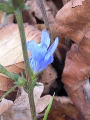 Cichorium intybus