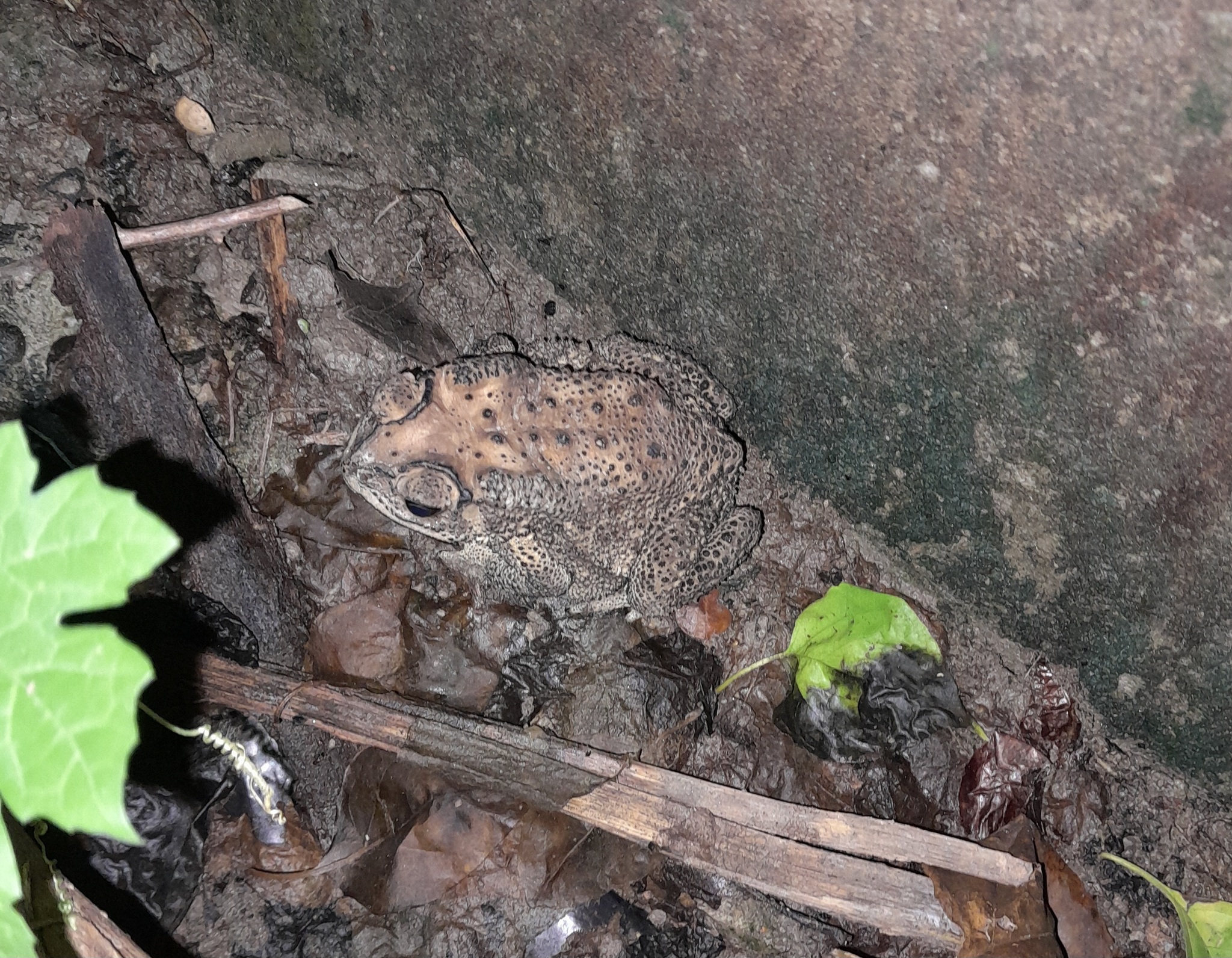 Indian Common True Toad
